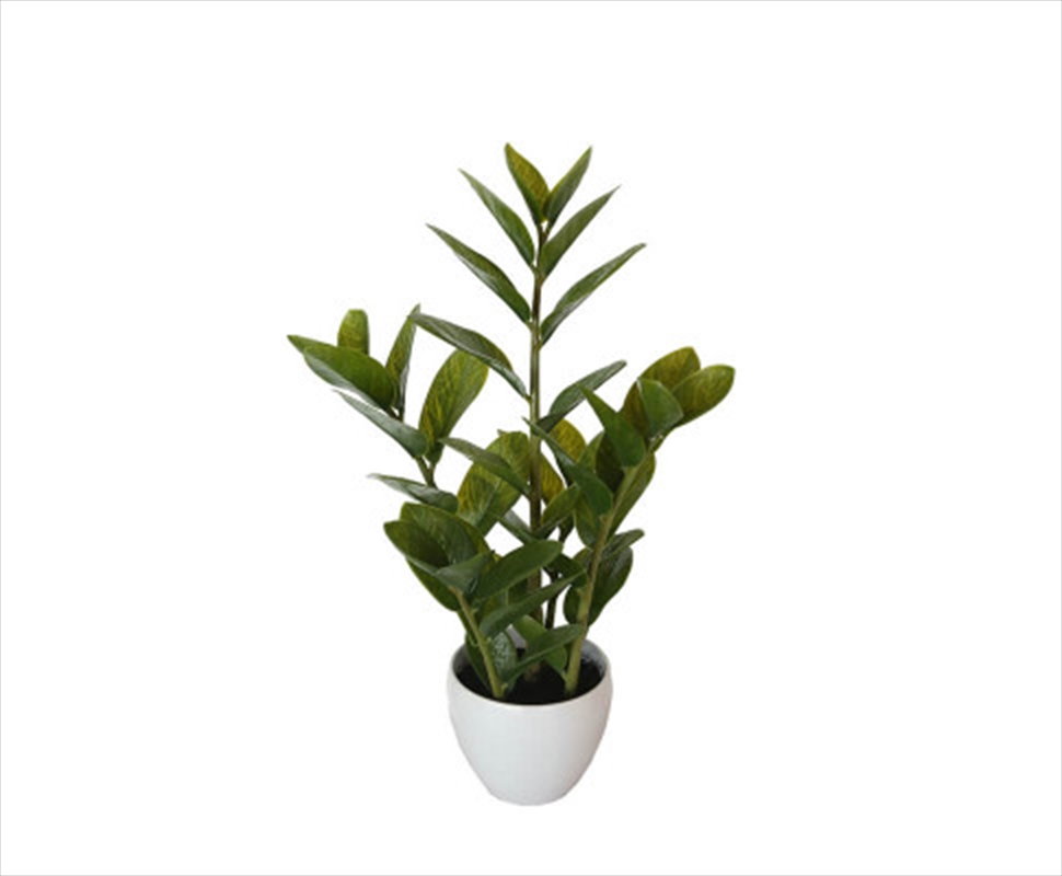 60cm Potted Zanzibar/Product Detail/Sport & Outdoor