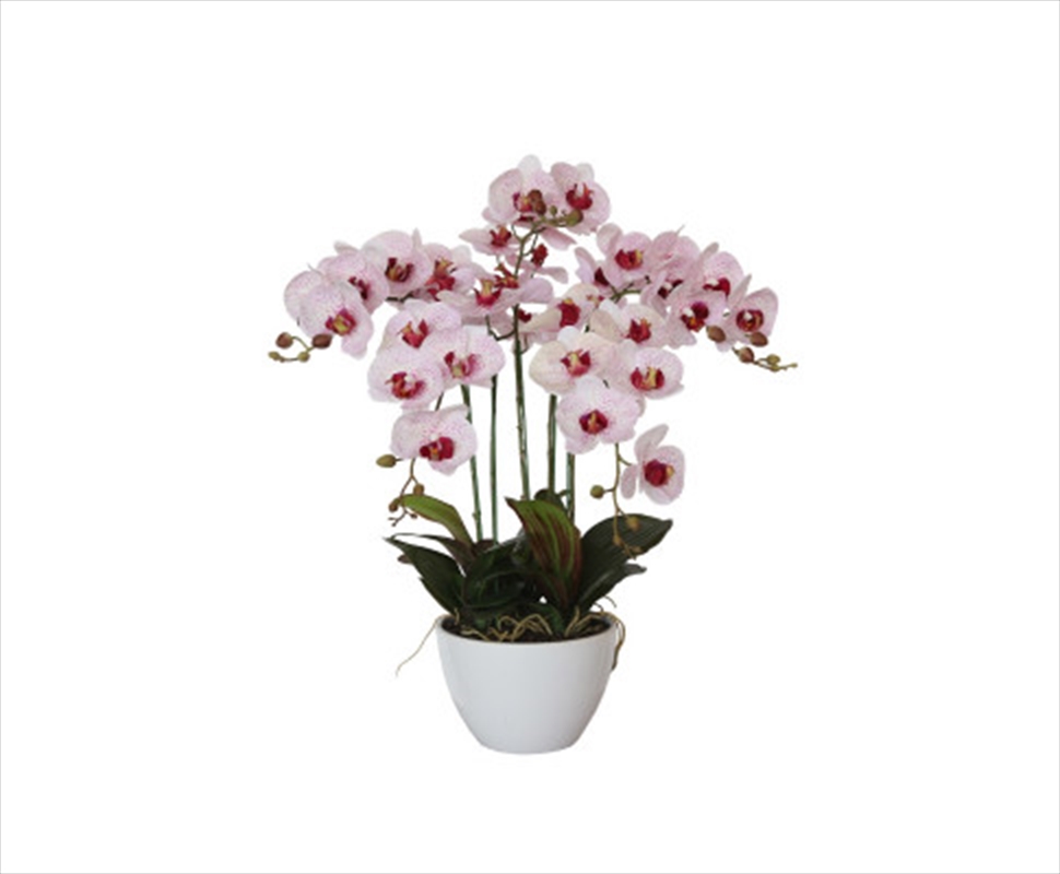 66cm Multi Butterfly Orchid - Pink/Product Detail/Sport & Outdoor