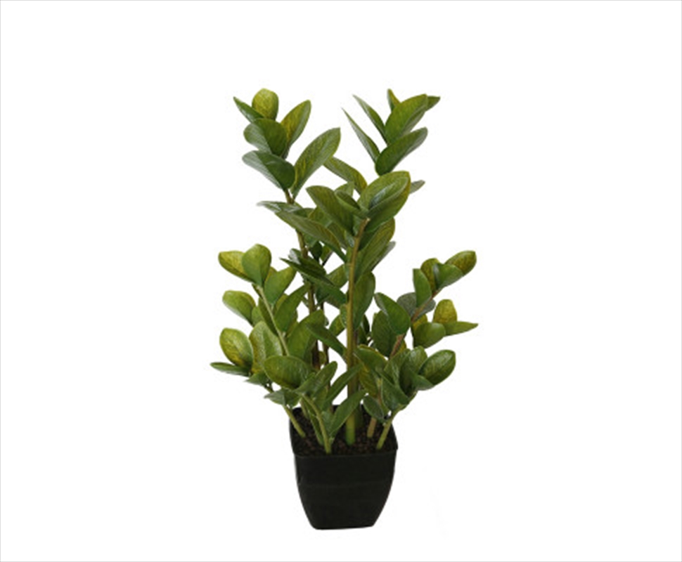 72cm Potted Multi Stem Zanziba/Product Detail/Sport & Outdoor