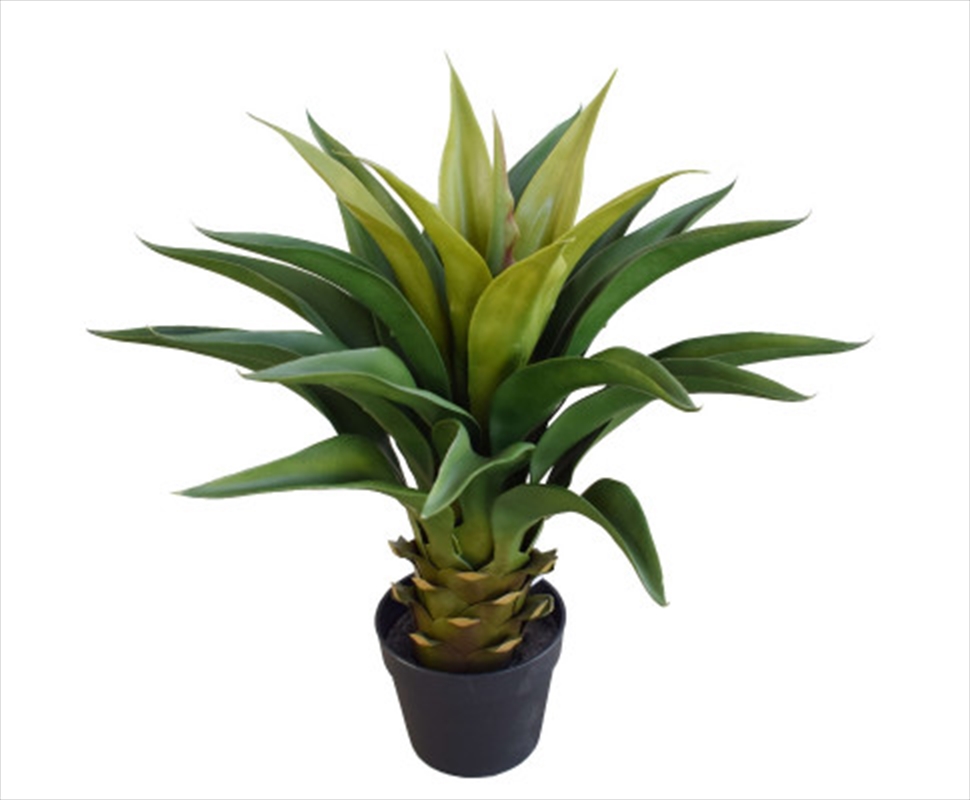 Agave 60cm Plant/Product Detail/Sport & Outdoor