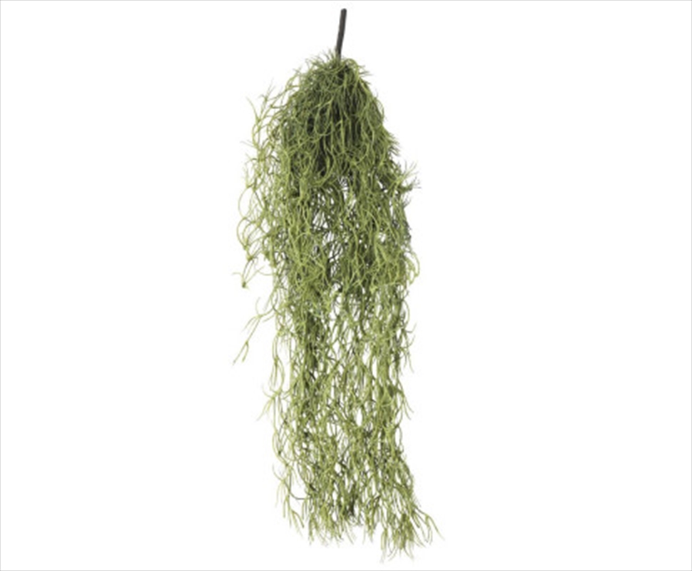 Air Plant Spanish Moss - Old Man Beard/Product Detail/Sport & Outdoor