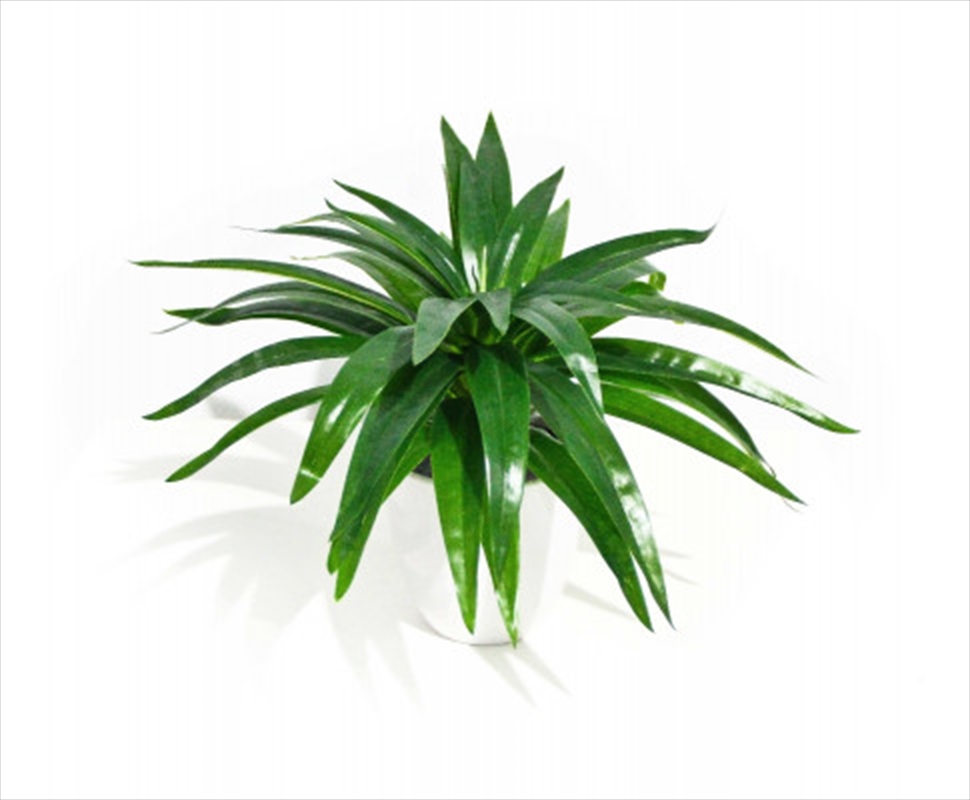 Aloe Vera Stem 30cm/Product Detail/Sport & Outdoor