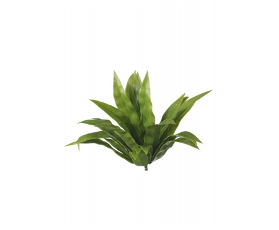 Aloe Vera Stem Uv/Product Detail/Sport & Outdoor