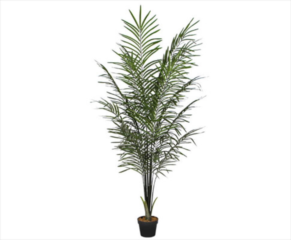 Areca Palm Black Trunks 190 Cm/Product Detail/Sport & Outdoor