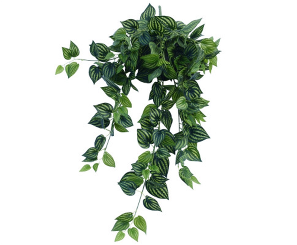 Bright Mixed Philodendron Garland Bush/Product Detail/Sport & Outdoor