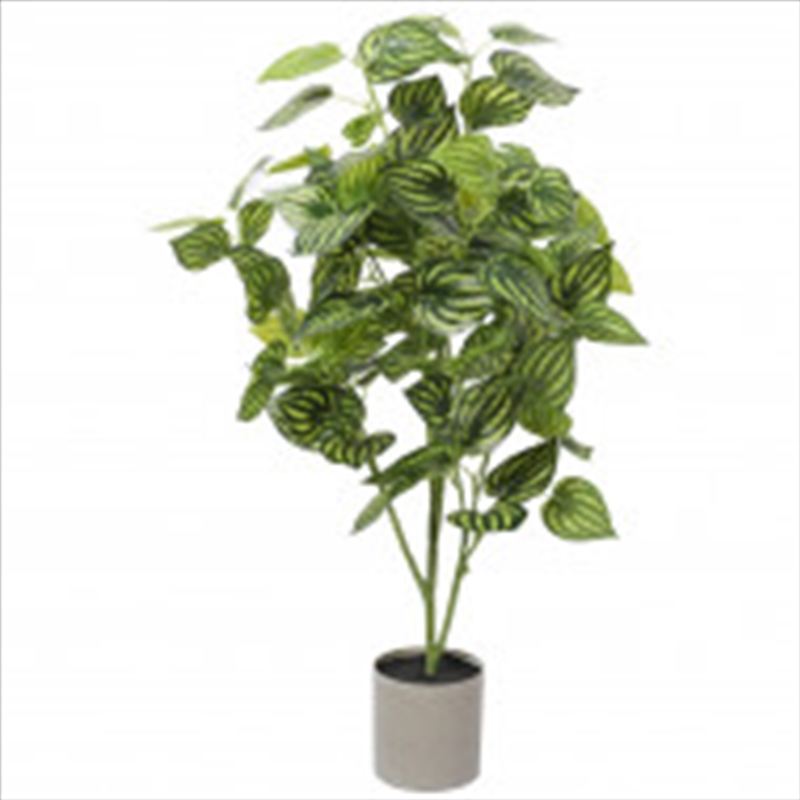 Bright Mixed Philodendron Plant 70cm/Product Detail/Sport & Outdoor