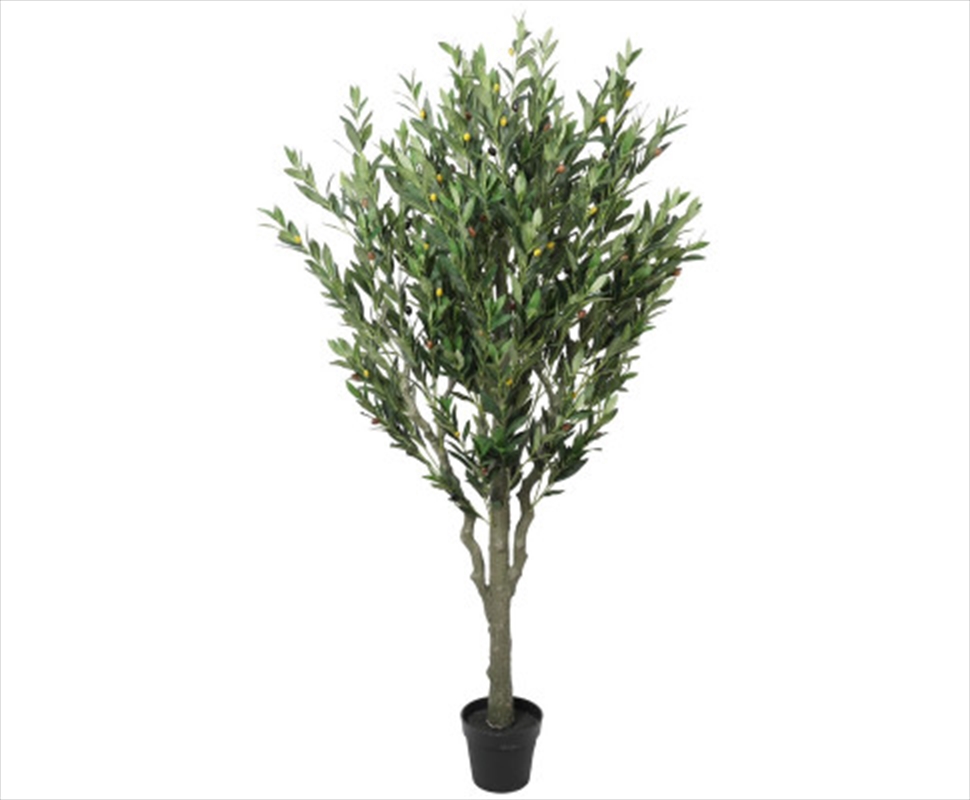 Bushy Olive Tree With Olives 180cn/Product Detail/Sport & Outdoor