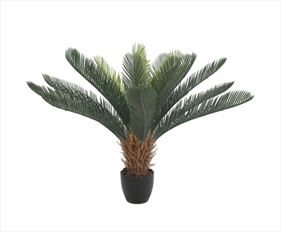 Cyac Cycad Plant 60cm/Product Detail/Sport & Outdoor