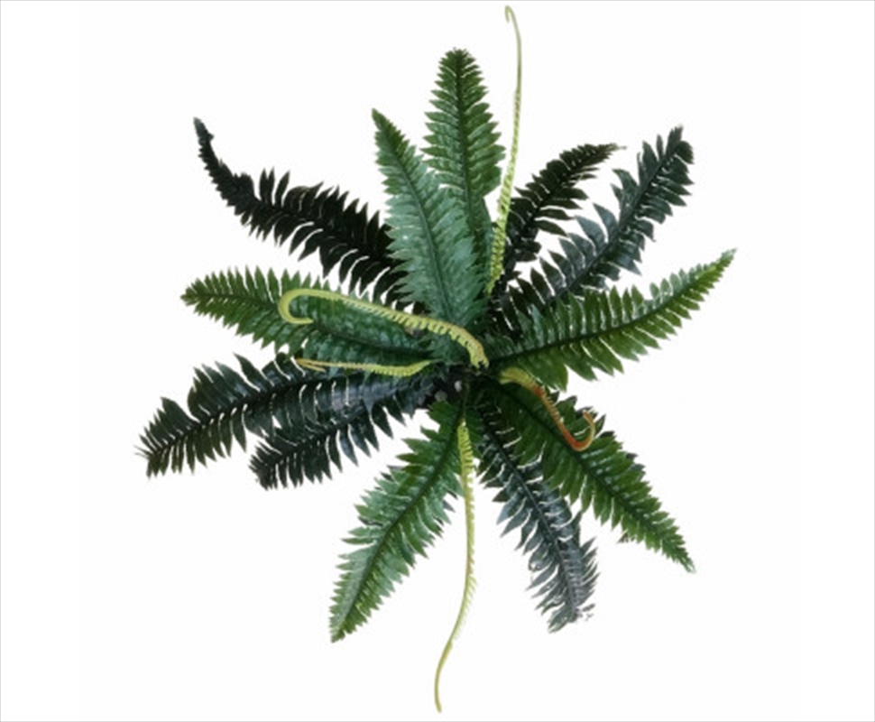 Dark Green Boston Fern 60cm/Product Detail/Sport & Outdoor