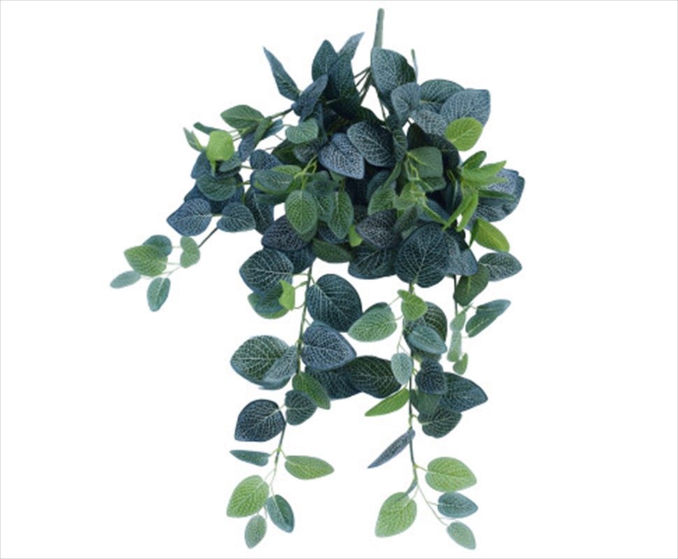 Fittonia Hanging Garland Bush 80cm/Product Detail/Sport & Outdoor