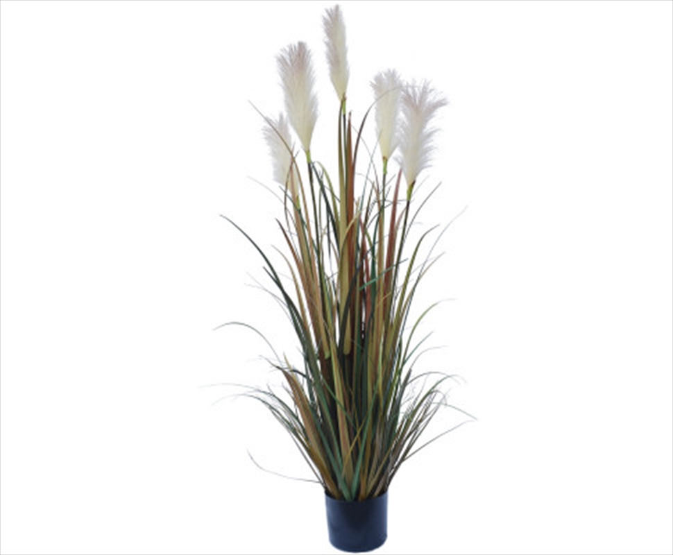 Flowering Native Fox Tail Grass 120cm/Product Detail/Sport & Outdoor