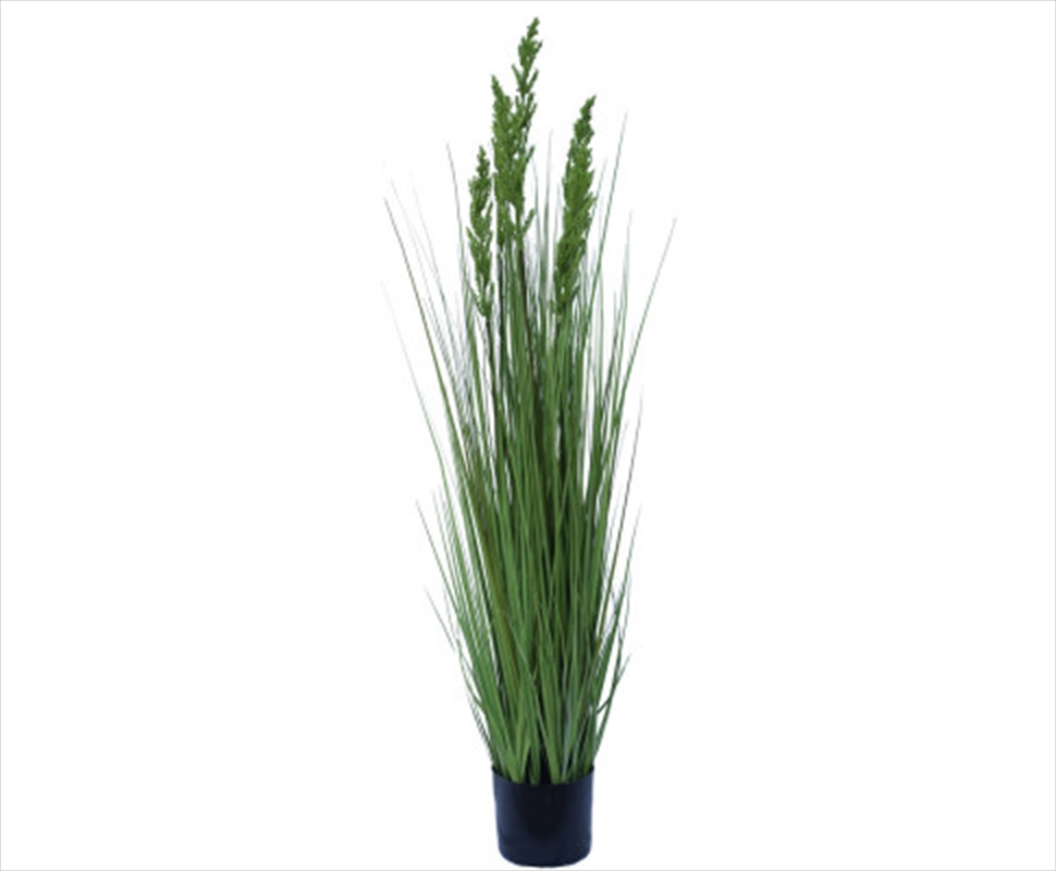 Flowering Native Grass 120 Cm/Product Detail/Sport & Outdoor