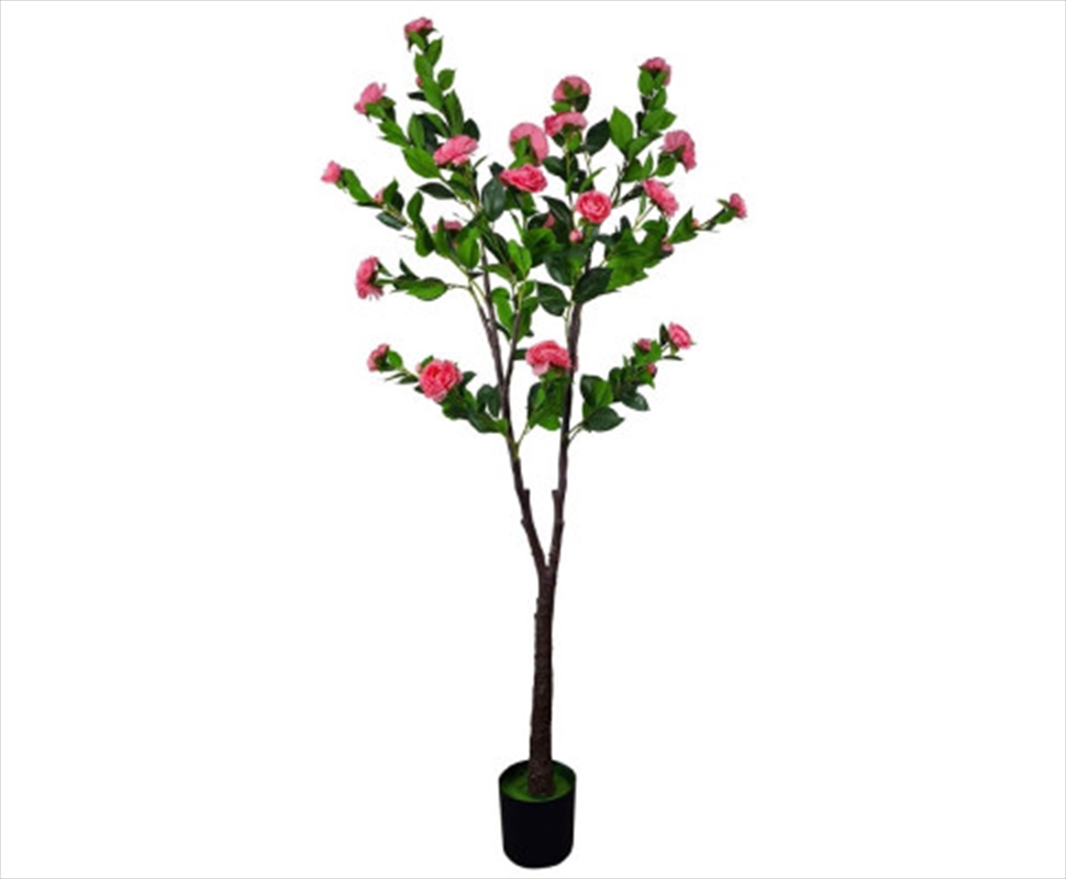 Flowering Natural Pink Camellia Tree 180cm/Product Detail/Sport & Outdoor