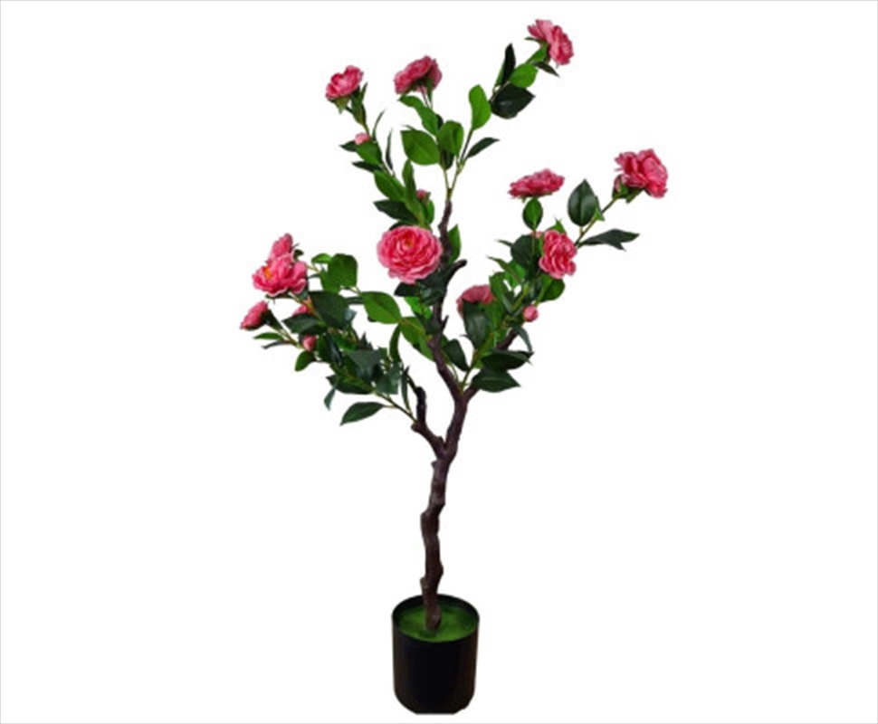 Flowering Natural Pink Camellia Tree 100cm/Product Detail/Sport & Outdoor