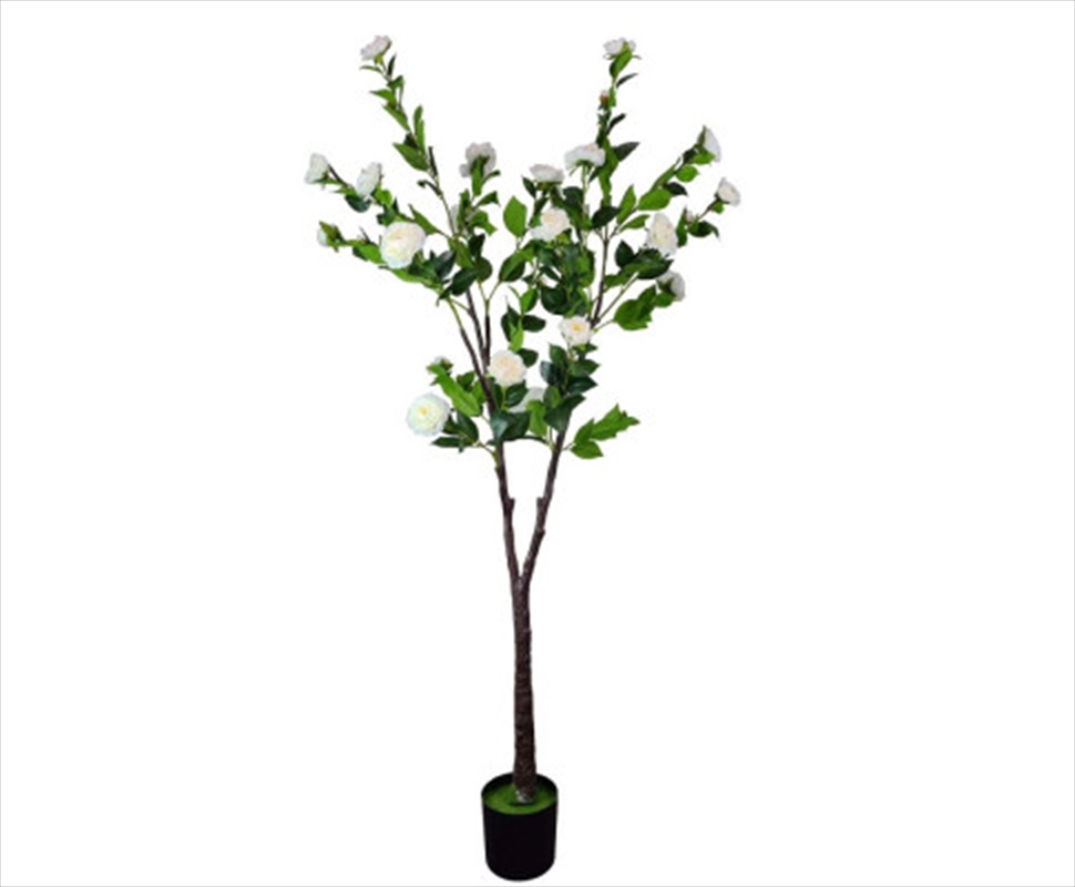 Flowering Natural White Camellia Tree 180cm/Product Detail/Sport & Outdoor