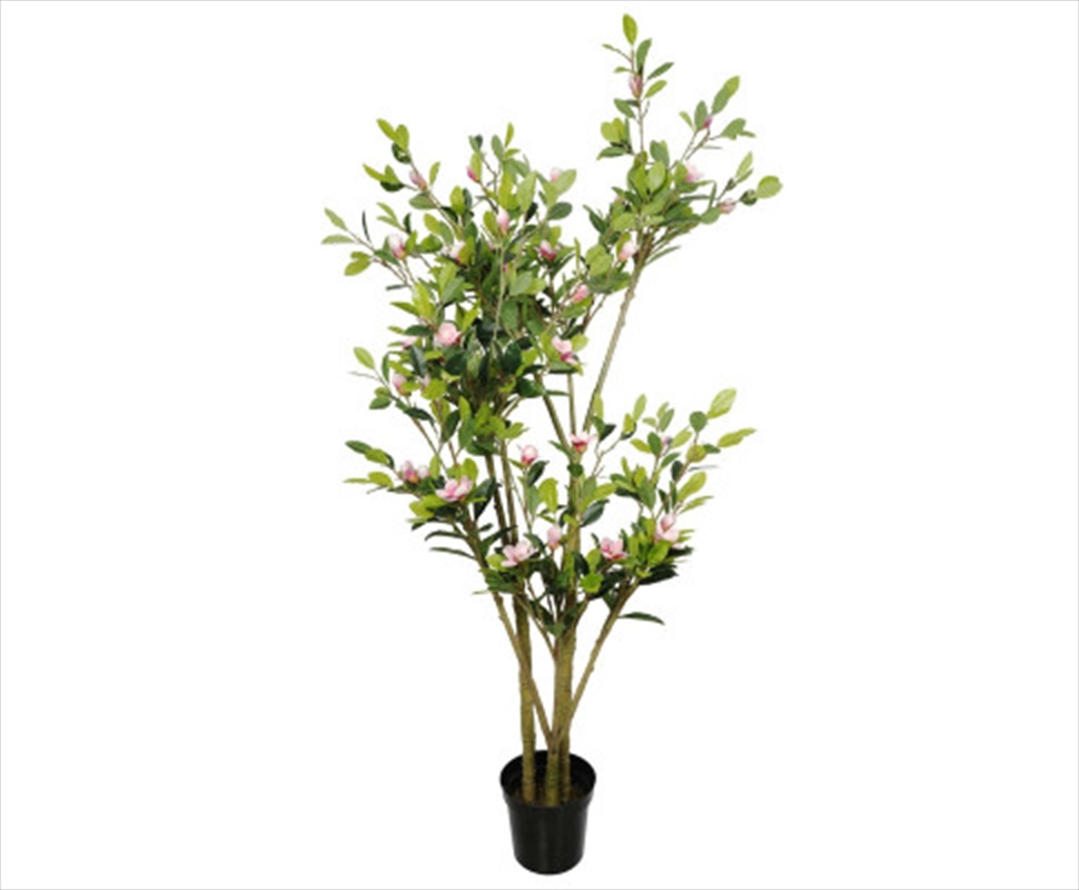 Flowering Pink Magnolia Tree With Pot 250cm/Product Detail/Sport & Outdoor