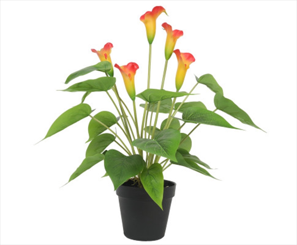 Flowering White & Orange Peace Lily / Calla Lily Plant 50cm/Product Detail/Sport & Outdoor