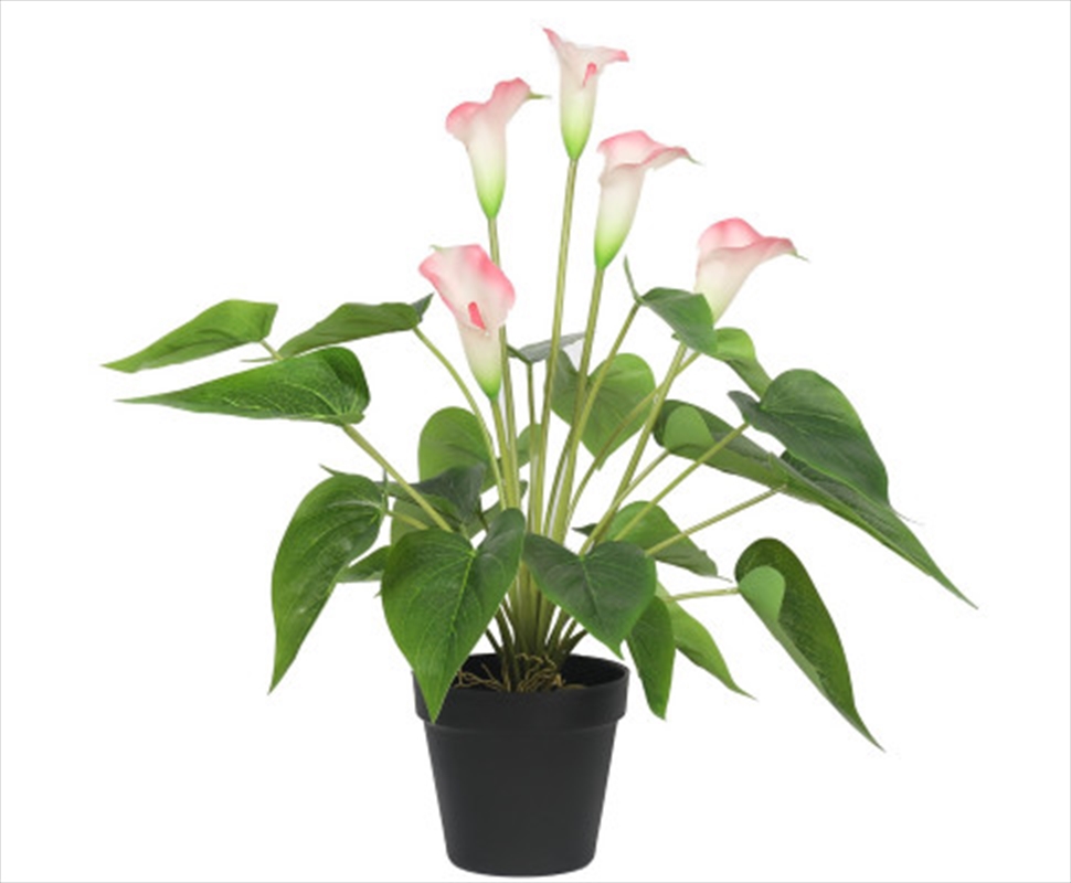 Flowering White & Pink Peace Lily / Calla Lily Plant 50cm/Product Detail/Sport & Outdoor