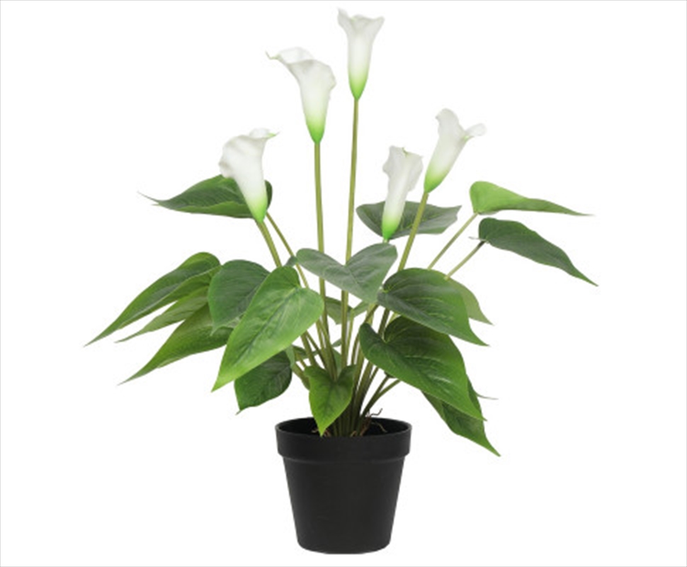 Flowering White Peace Lily / Calla Lily Plant 50cm/Product Detail/Sport & Outdoor