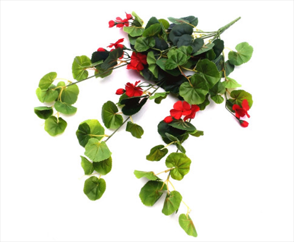 Geranium Hanging Bush With Red Flowers 60cm/Product Detail/Sport & Outdoor