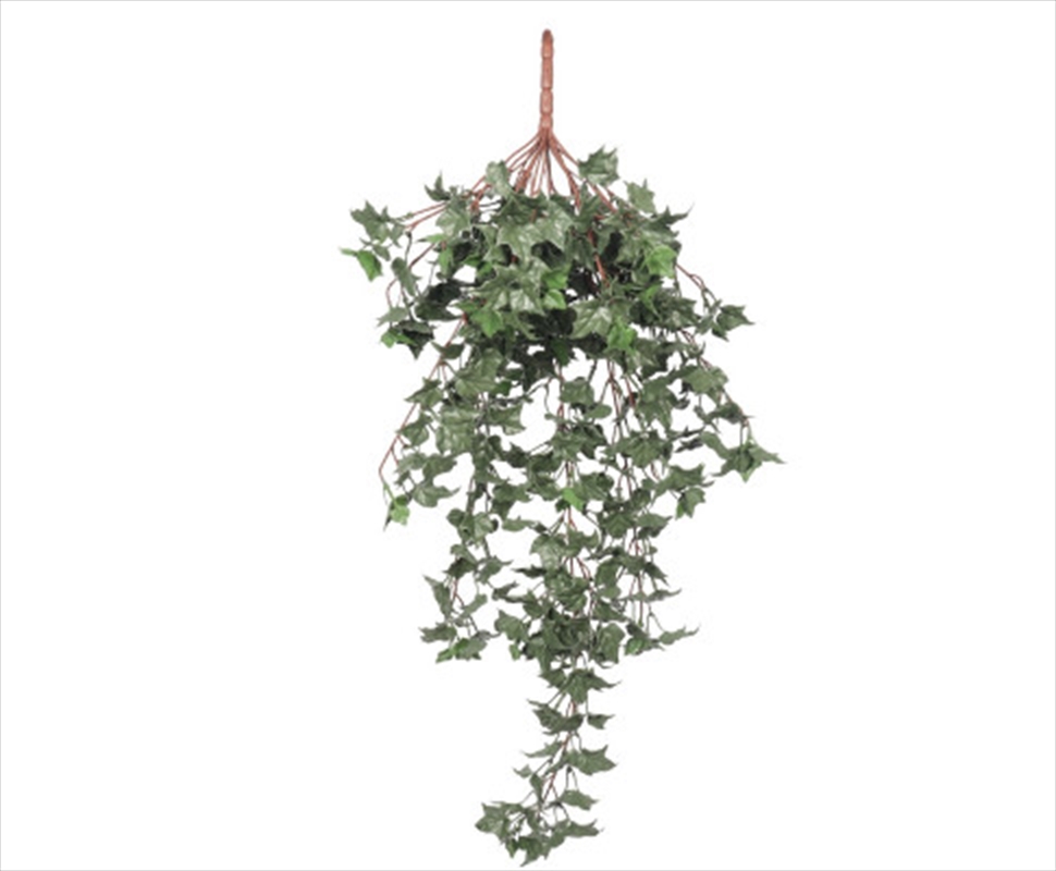 Hanging English Ivy Bush 80cm/Product Detail/Sport & Outdoor