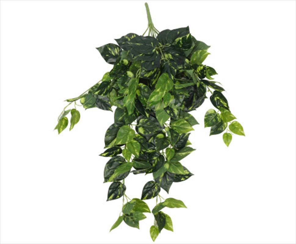 Heart Leaf Philodendron Hanging Creeper Bush 73cm/Product Detail/Sport & Outdoor