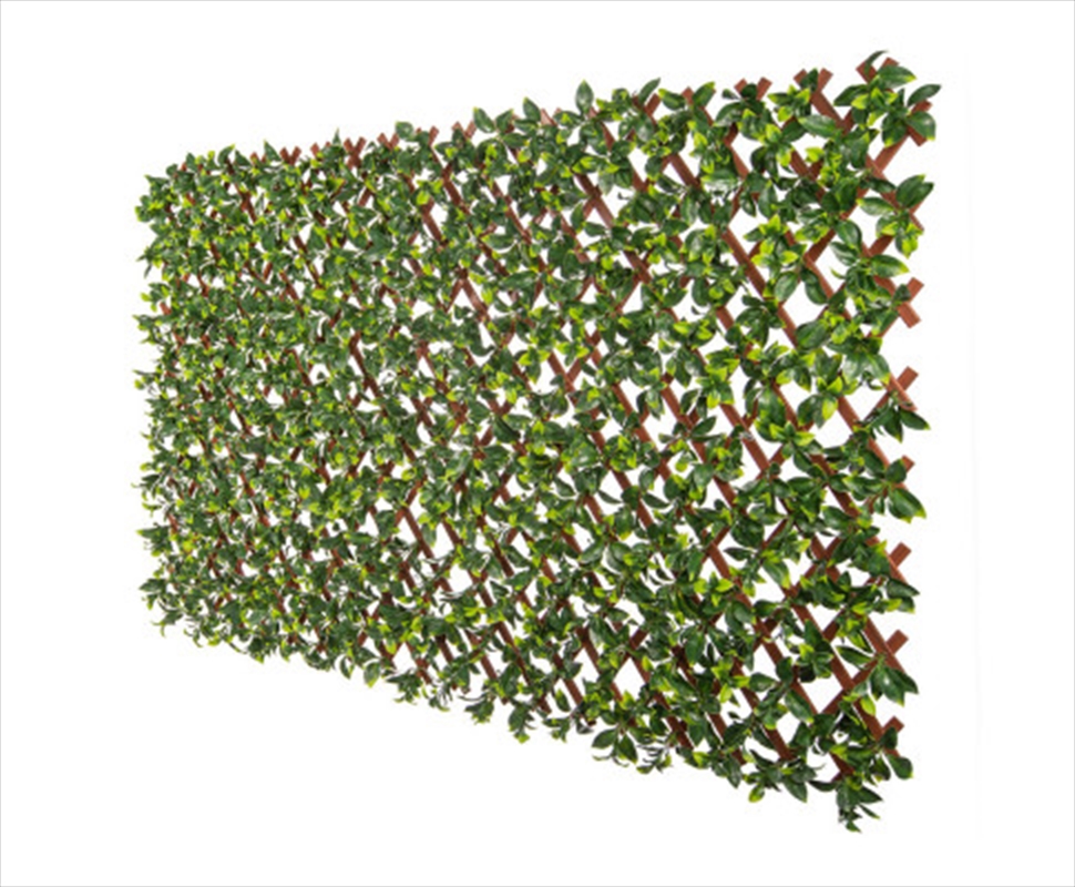 Jasmine Hedge Extendable Trellis / Screen 2 Meter By 1 Meter UV Resistant/Product Detail/Sport & Outdoor