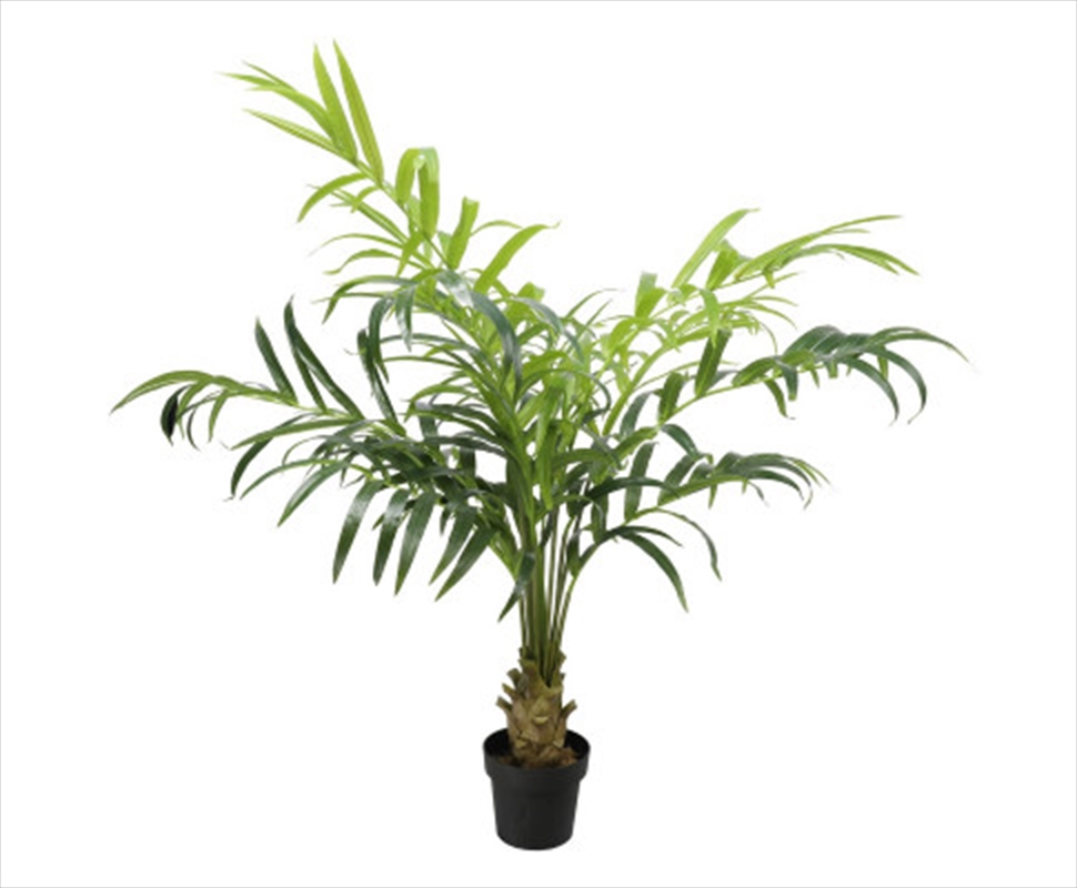 Kentia Palm Tree 150cm/Product Detail/Sport & Outdoor