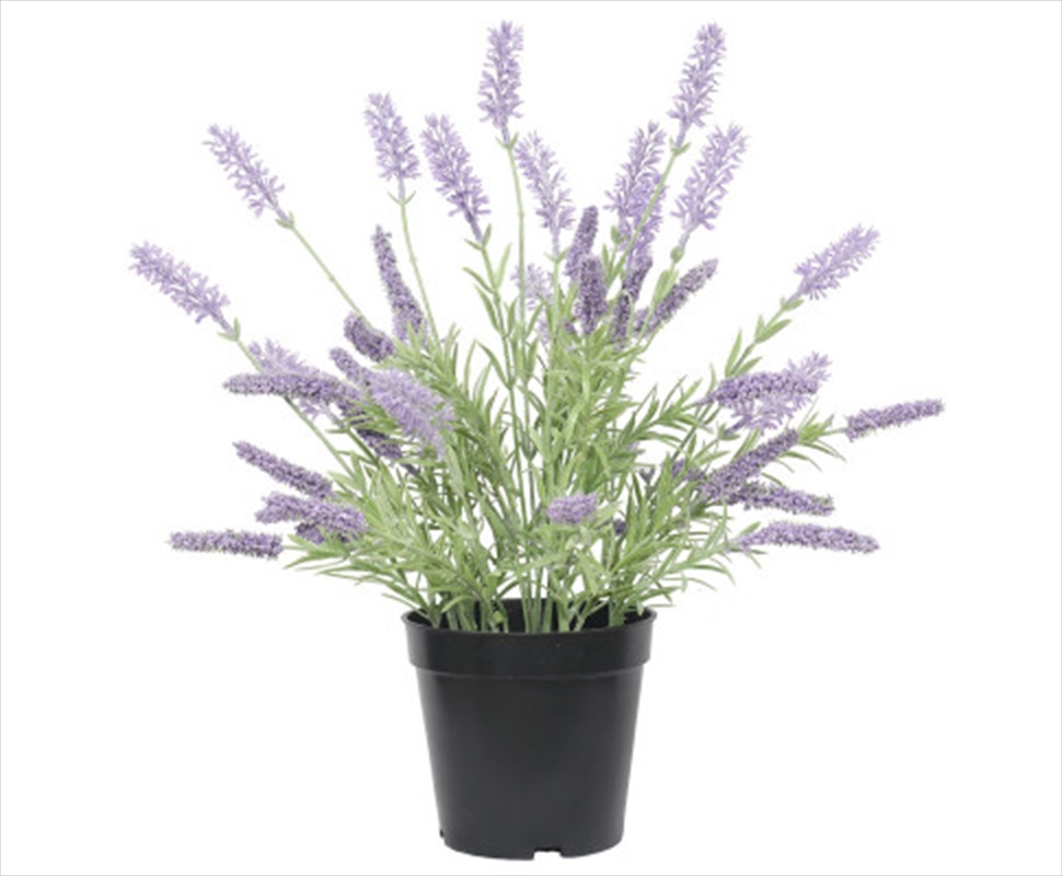 Lavender Plant 40cm/Product Detail/Sport & Outdoor