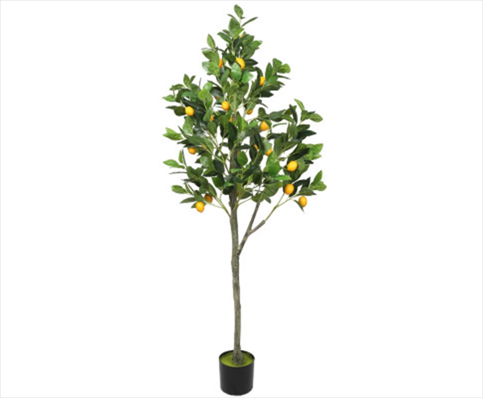 Lemon Tree Potted With Lemons 150cm/Product Detail/Sport & Outdoor