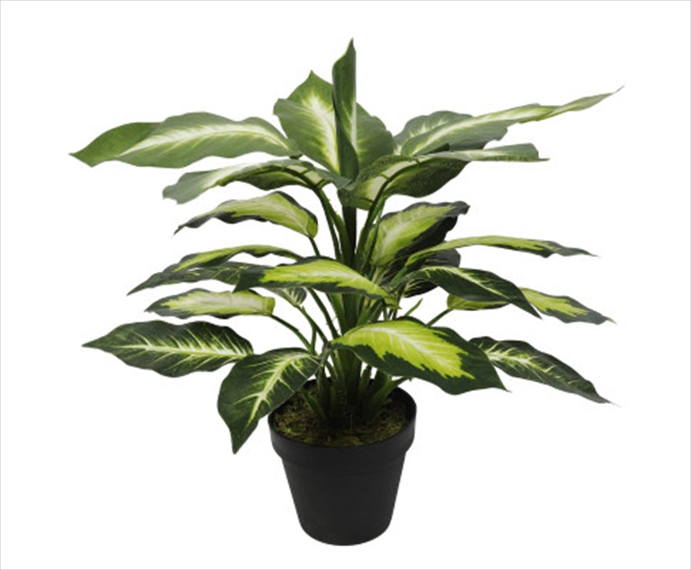 Leopard Lily Dieffenbachia With Pot 40cm/Product Detail/Sport & Outdoor