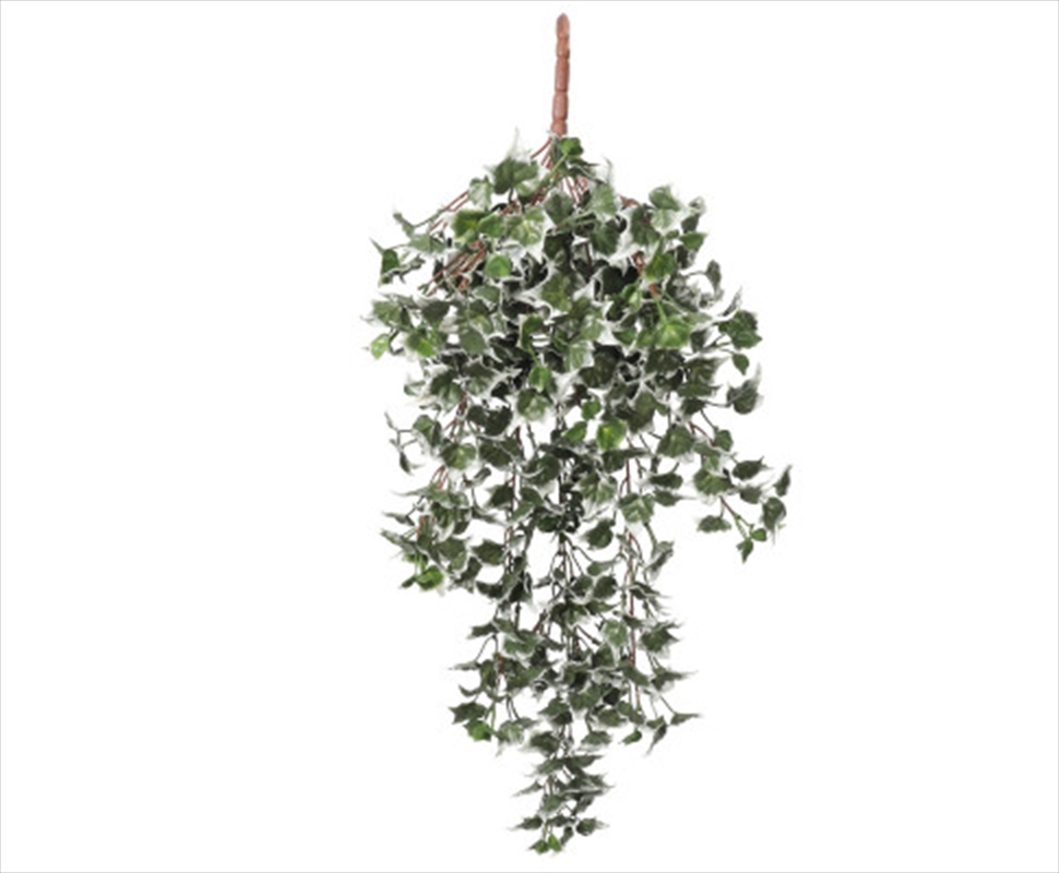 Mixed Green And White Tipped Ivy Bush 80cm UV Resistant/Product Detail/Sport & Outdoor