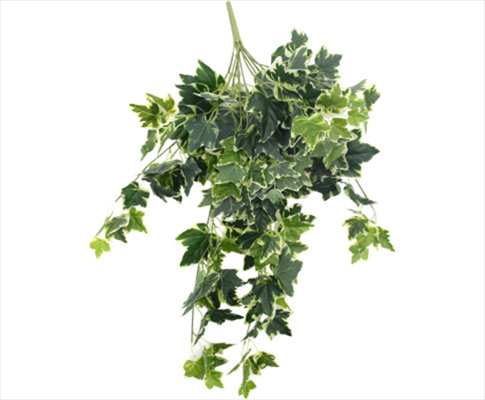 Mixed Green And White Tipped Ivy Bush 100cm/Product Detail/Sport & Outdoor