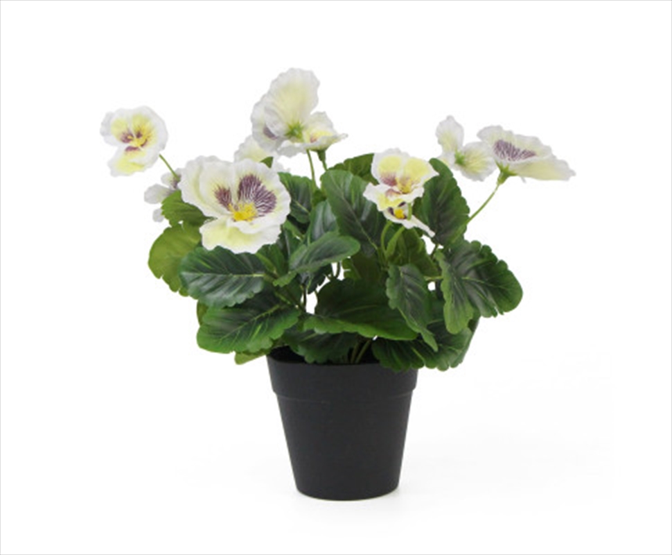 Mixed White Flowering Potted Pansy Plants 25cm/Product Detail/Sport & Outdoor