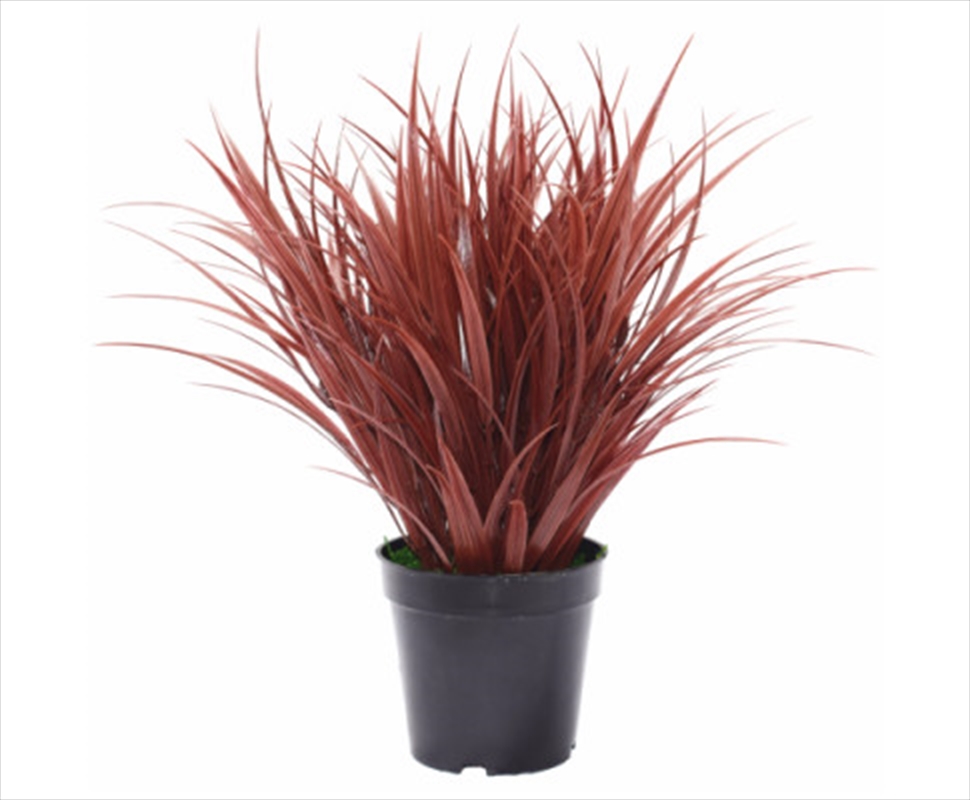 Ornamental Potted Dense Burgundy Grass 38 cm/Product Detail/Sport & Outdoor