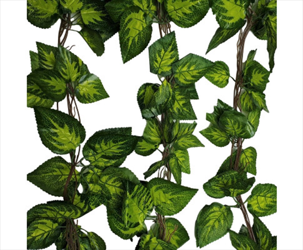 Pothos / Ivy Hanging Vines 260/Product Detail/Sport & Outdoor