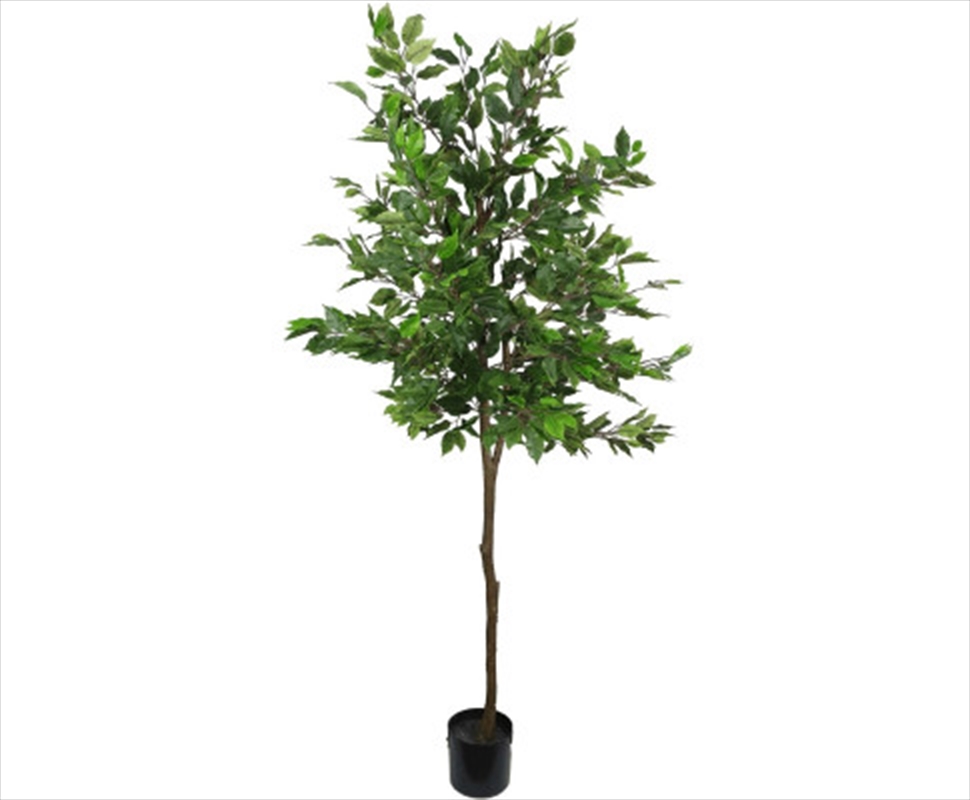 Potted Ficus Tree 160cm/Product Detail/Sport & Outdoor