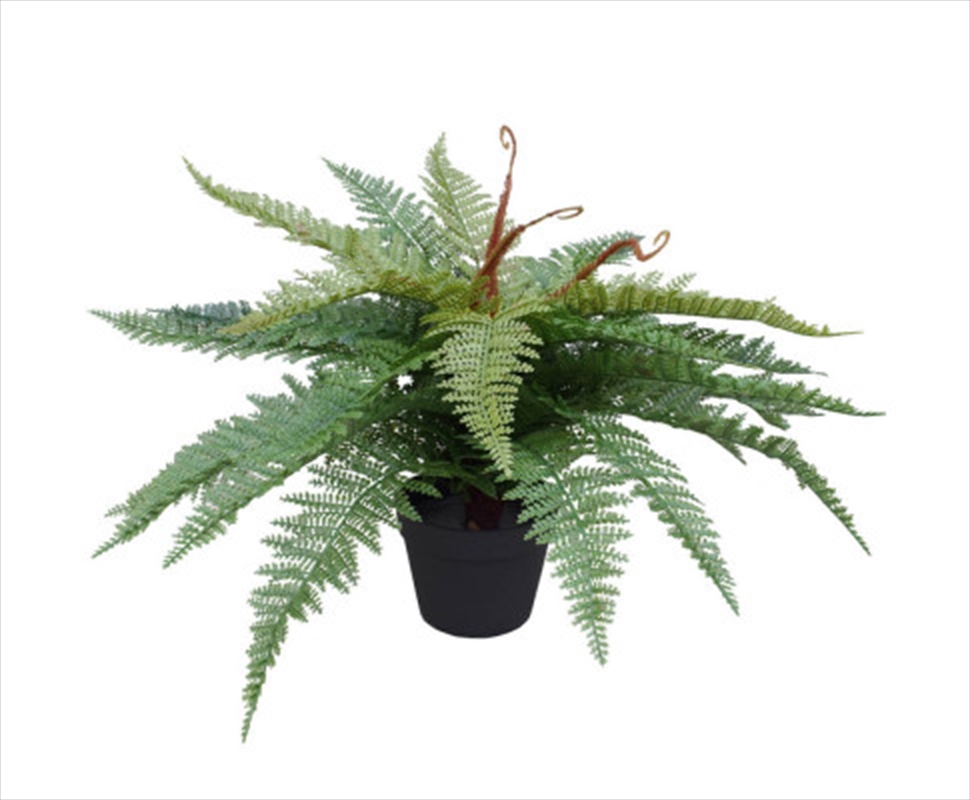 Potted Fishtail Fern 55cm/Product Detail/Sport & Outdoor