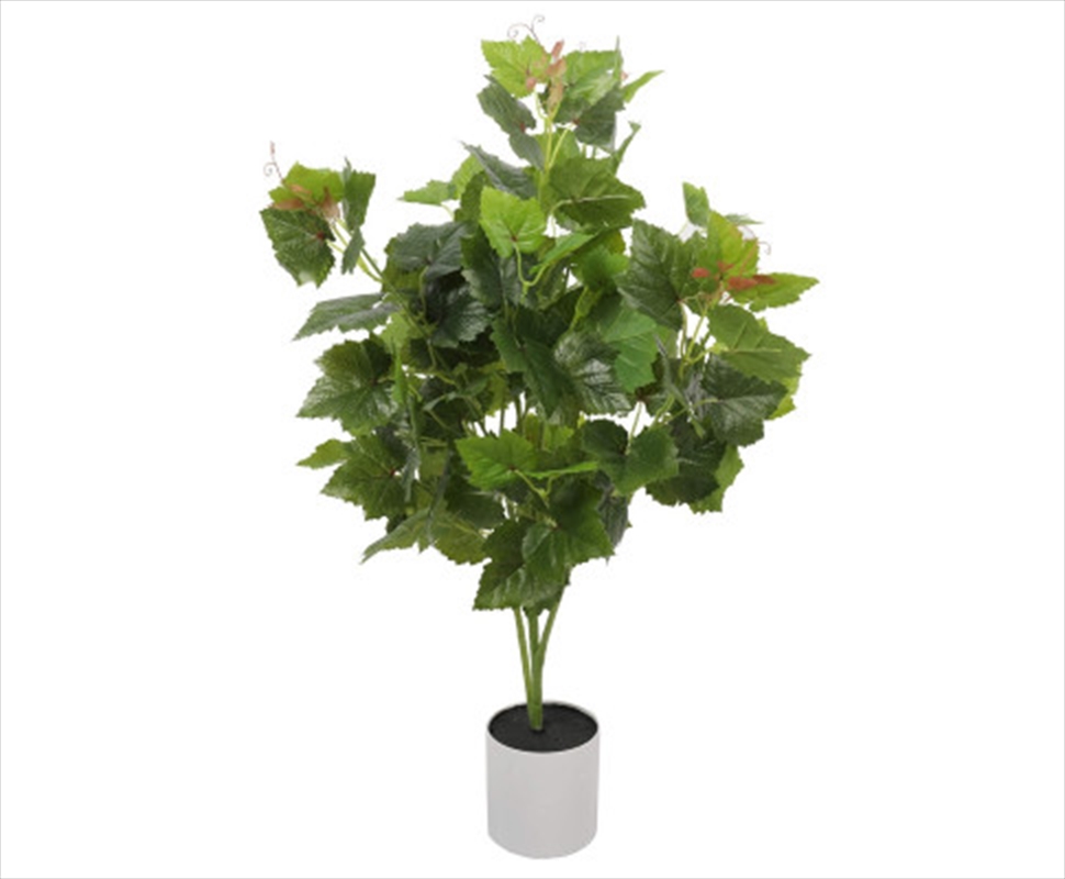 Potted Grape Vine Tree 70cm/Product Detail/Sport & Outdoor