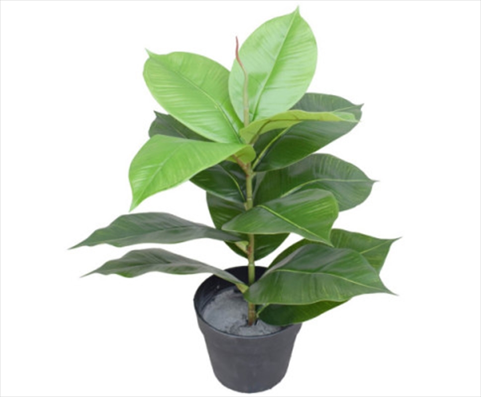 Potted Rubber Plant 55cm/Product Detail/Sport & Outdoor