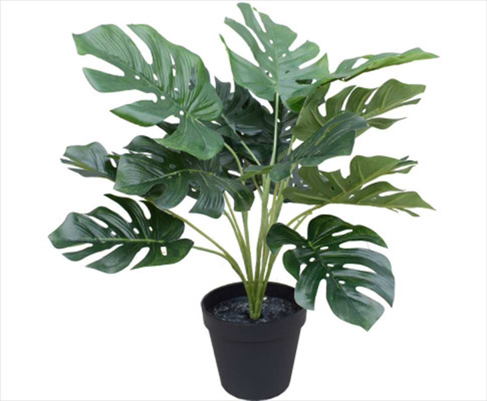 Potted Split Philodendron Monstera 40 cm/Product Detail/Sport & Outdoor