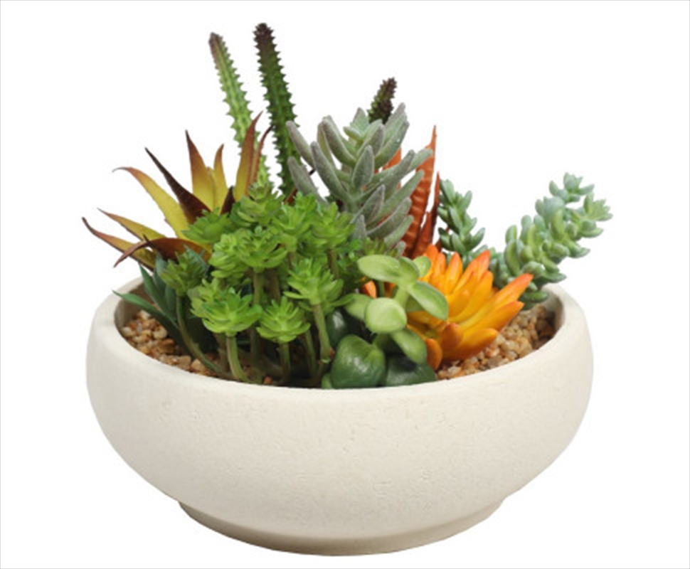 Potted Succulent Bowl With Natural Stone Pot 21cm/Product Detail/Sport & Outdoor