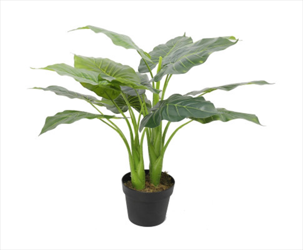 Potted Taro Plant / Elephant Ear 70cm/Product Detail/Sport & Outdoor