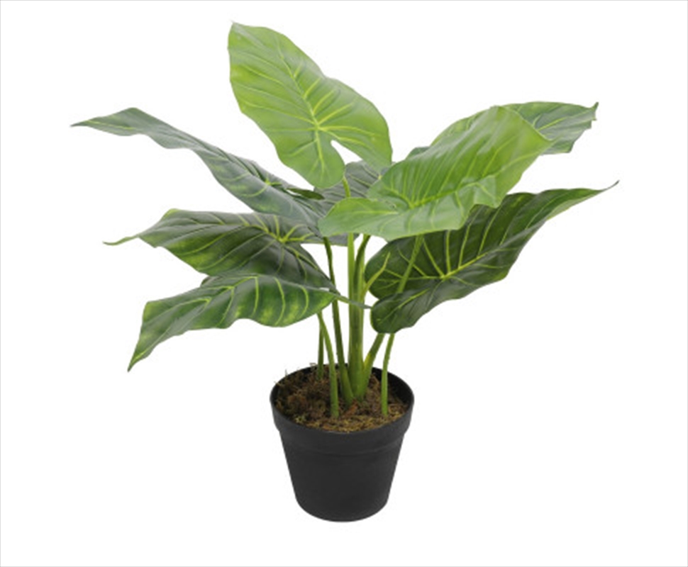 Potted Taro Plant / Elephant Ears 55cm/Product Detail/Sport & Outdoor