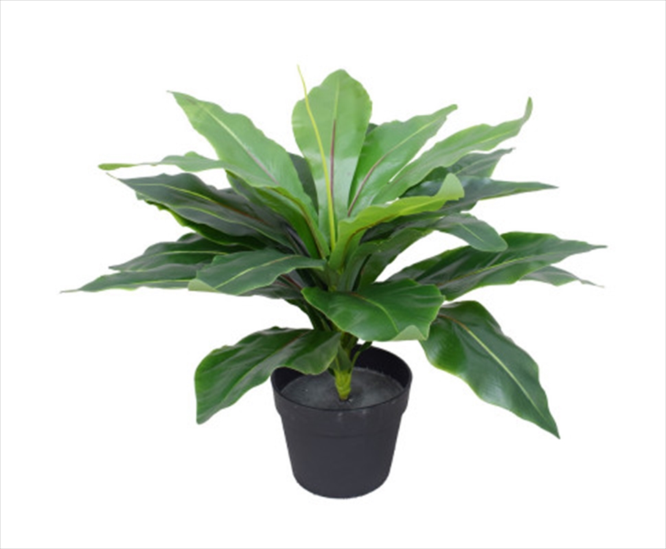 Potted Wide Leaf Birds Nest Fern 50cm/Product Detail/Sport & Outdoor