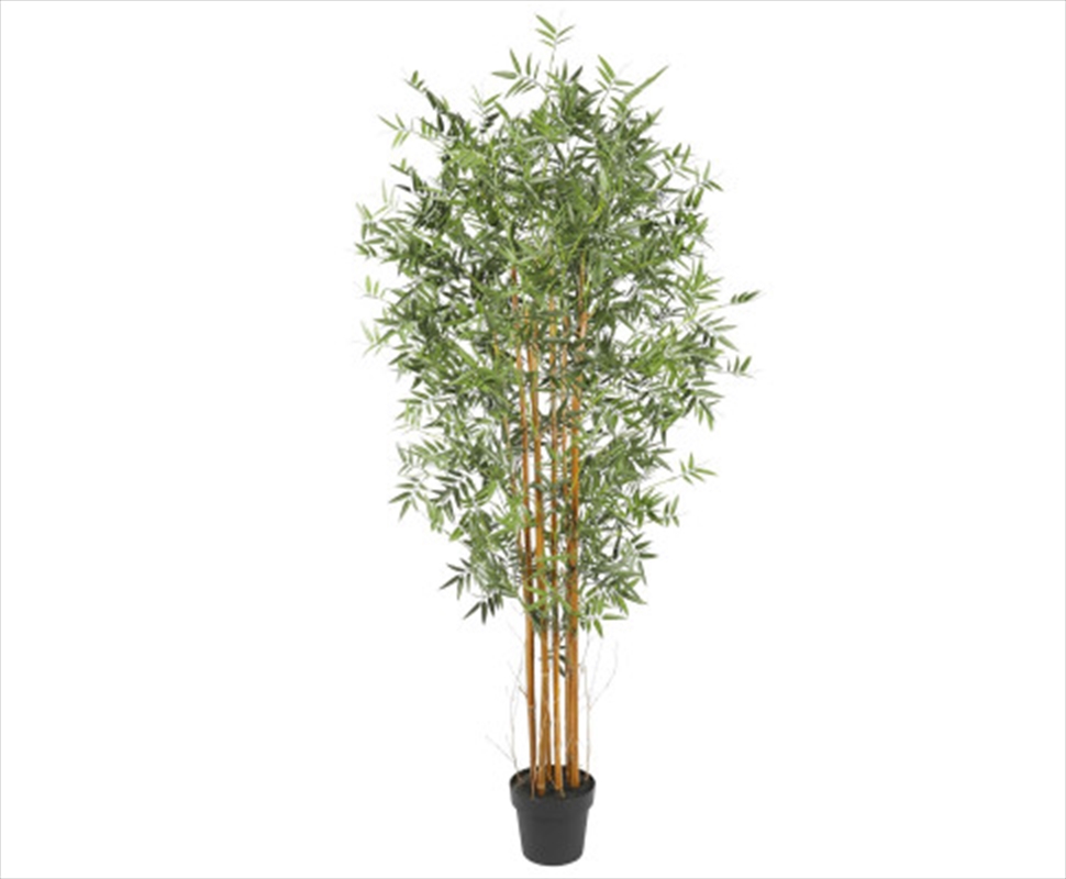 Premnatural Cane Bamboo UV Resistant 180cm/Product Detail/Sport & Outdoor