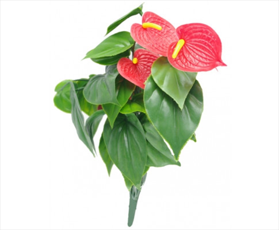 Red Anthurium Bunch Uv/Product Detail/Sport & Outdoor