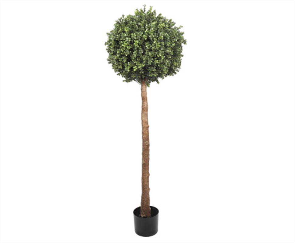 Single Ball Topiary Tree 150cm/Product Detail/Sport & Outdoor