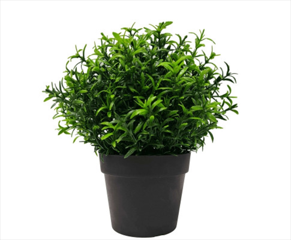 Small Potted Bright Rosemary Herb Plant 20cm/Product Detail/Sport & Outdoor