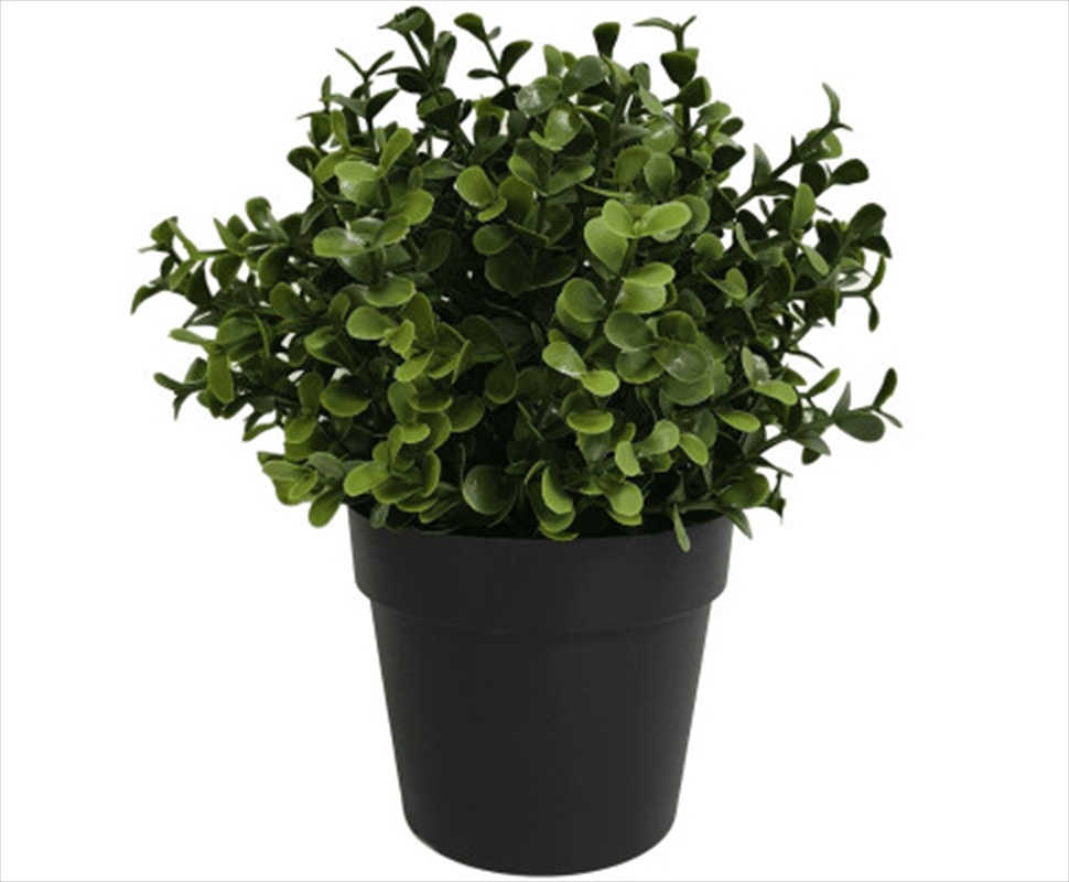 Small Potted Buxus Plant UV Resistant 20cm/Product Detail/Sport & Outdoor